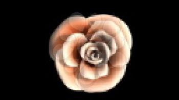 Royalty Free Video of a Rotating Peach Rose