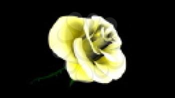 Royalty Free Video of Rotating Yellow Rose 