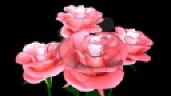 Royalty Free Video of Rotating Pink Roses