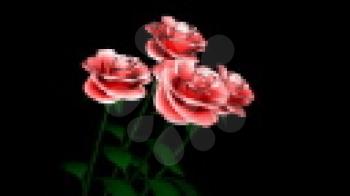 Royalty Free Video of Rotating Roses